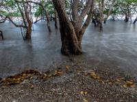 Blätterschwemme bei steigender Flut im Mangrovenwald - Golf von Nicoya